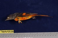 藏品(灰喉山椒鳥)的圖片